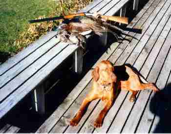 Niko after the day's hunt