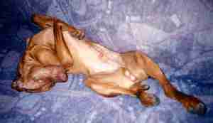 Ch Barat Amber Flight