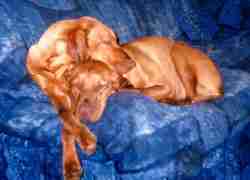 Flight and Flame sleeping