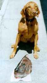 Click for full sized image