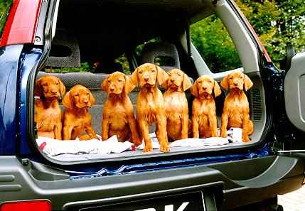 Puppies in the car