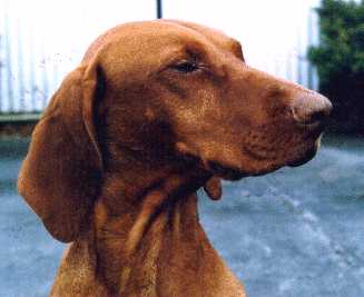 Zac (High Regard of Szep-Allat)