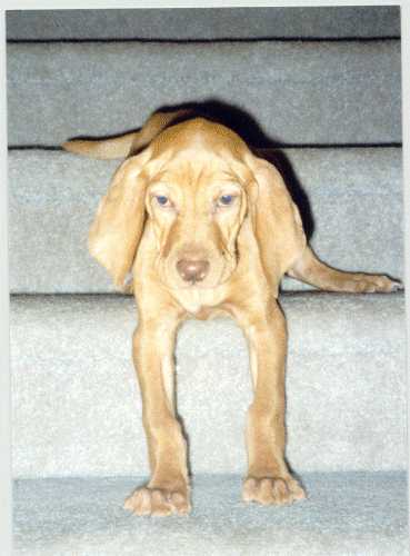 Stanley on the steps!!