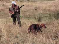 Robert Dodunski and Anja. Shooting over a pointing dog is for many the ultimate in bird shooting. Here the author waits for the electrifying buzz of an erupting quail.