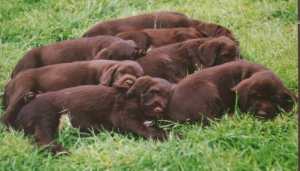 Pudelpointer pups