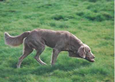 Photo thanks to Weimaraner Klub e.V.