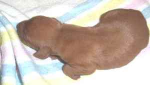 2nd Boy