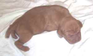 Asti (1st born boy)