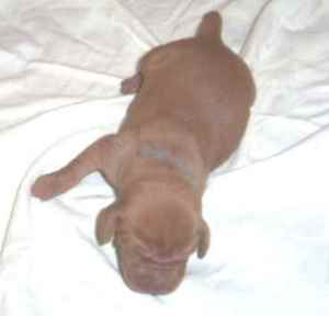 B'lix (Final boy)
