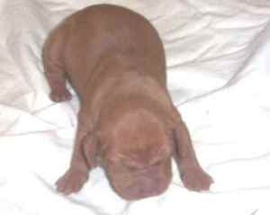 Caci (2nd boy)