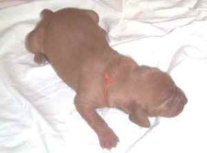Panni (the girl)