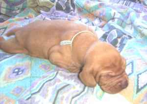 Blix
