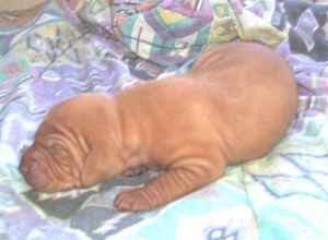Sweet little Caci