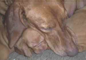 Although sometimes sleeping can be cute!