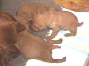 By day 13 they are more awake.