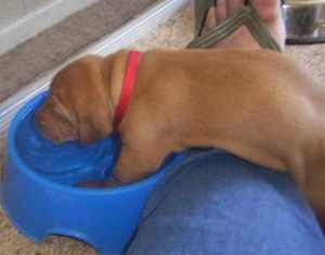 A potential water baby.