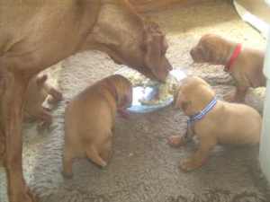 Mum helps clean up!