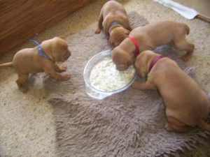 The First Feed