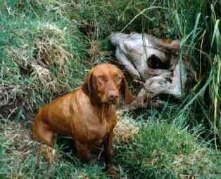 hunting dog breeds nz